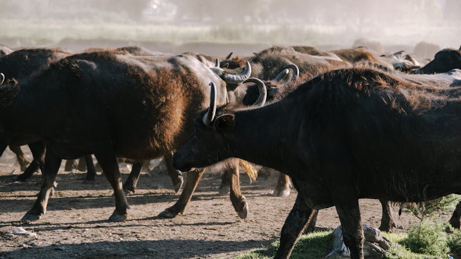 A herd of water buffaloes roaming freely in their natural habitat.